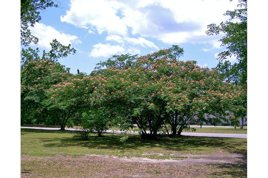 Albizia julibrissin ou arbre à soie © Wikimedia Commons