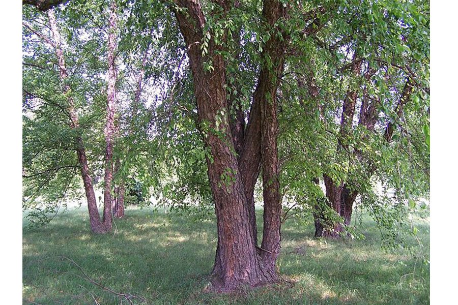 Betula nigra ou bouleau noir © Wikimedia Commons