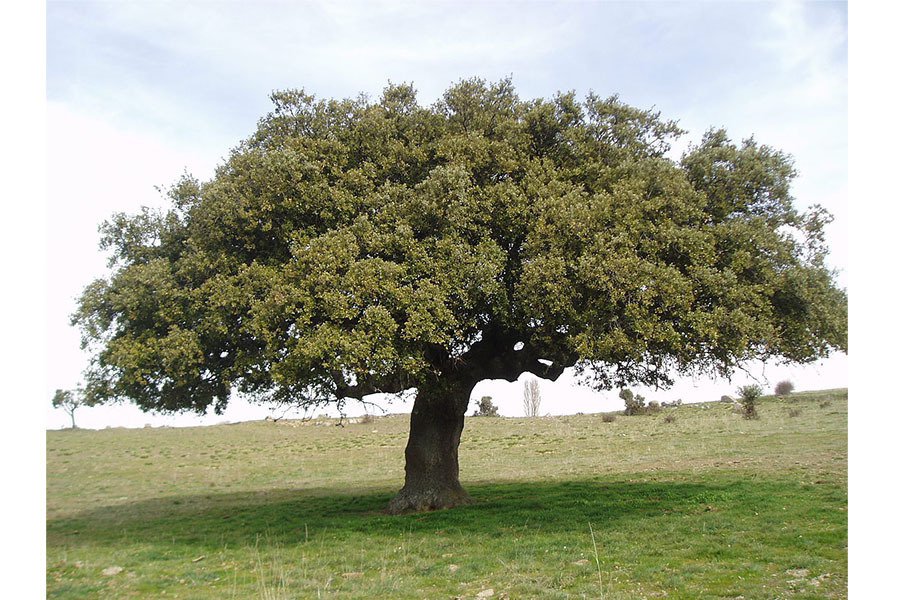 Quercus ilex ou chêne vert © Wikimedia Commons