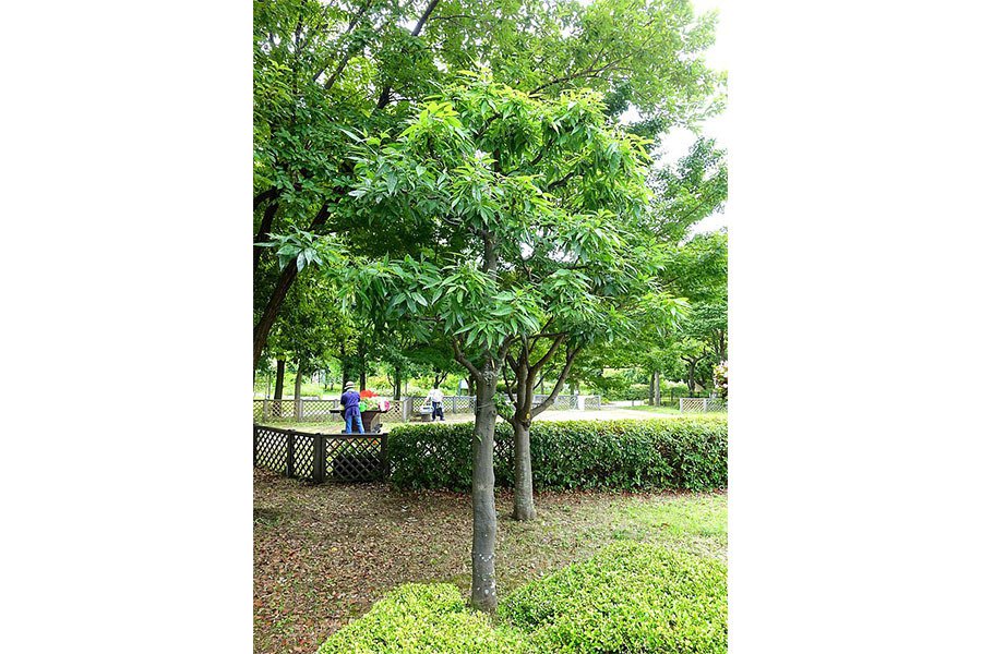 Quercus myrsinifolia ou chêne à feuilles de myrsine © Wikimedia Commons