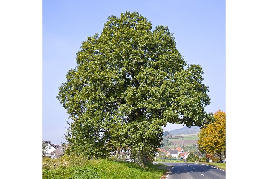 Quercus petraea ou chêne rouvre © Wikimedia Commons