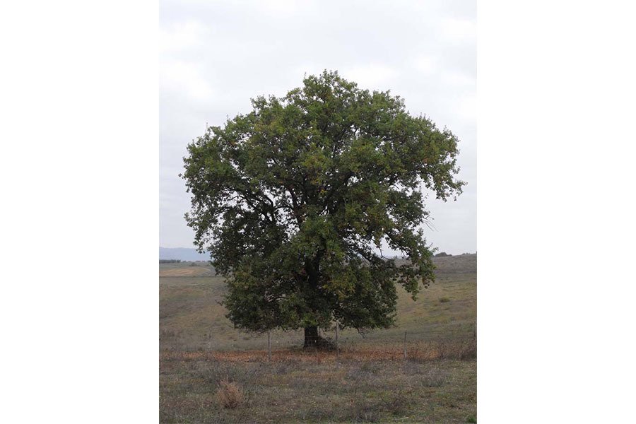 Quercus pubescens ou chêne pubescent © Wikimedia Commons