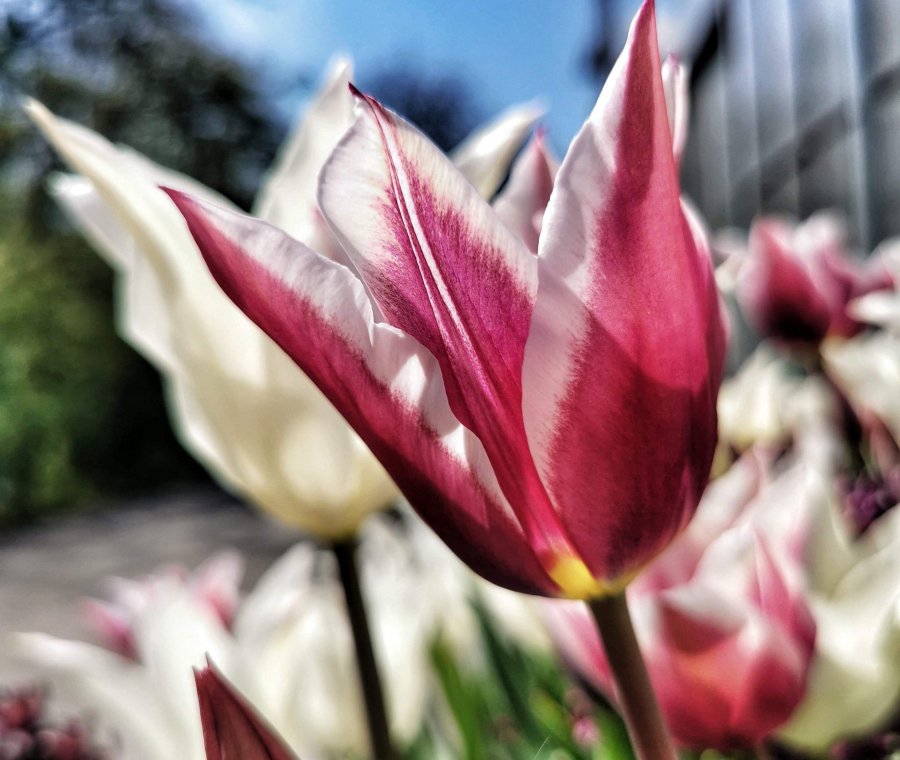 Tulipes au parc de l'Indépendance