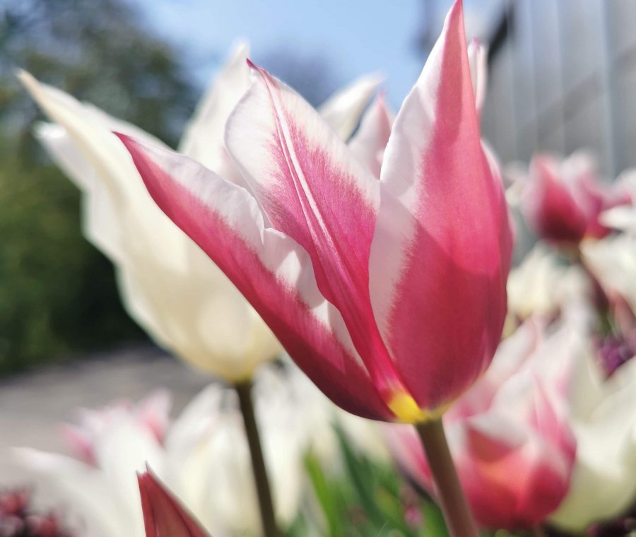 Tulipes au Parc de l'Indépendance, avril 2020