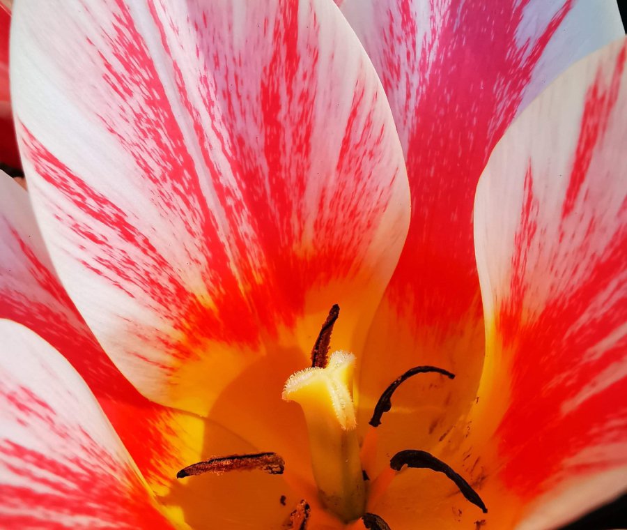 Tulipes au Parc de l'Indépendance, avril 2020
