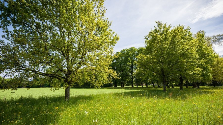 Morges présente sa stratégie d’arborisation et de végétalisation