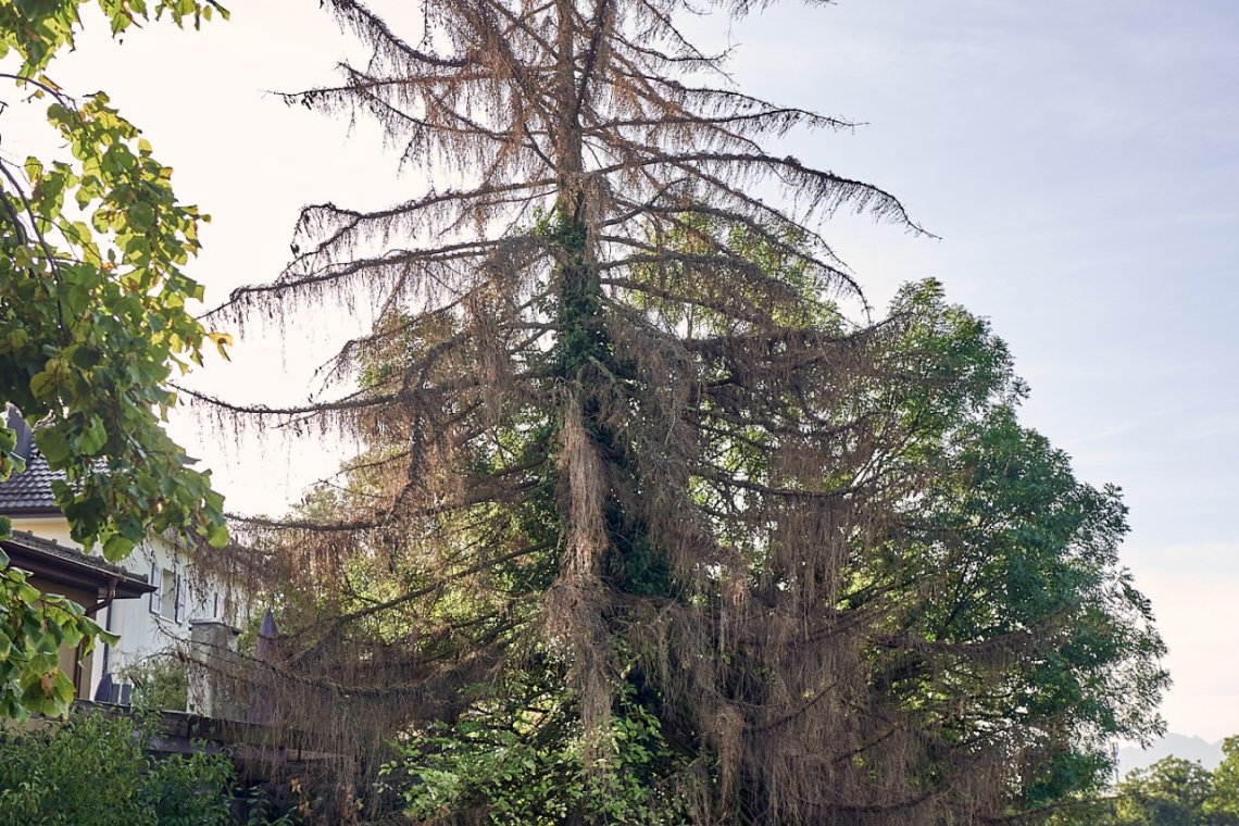 La valeur de ce Picea abies mort en zone agricole est de 306 francs.